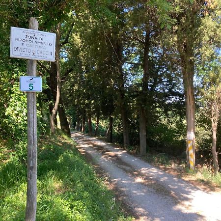 Le Giuncaie - Vigna Con Alloggio Montescudaio Luaran gambar