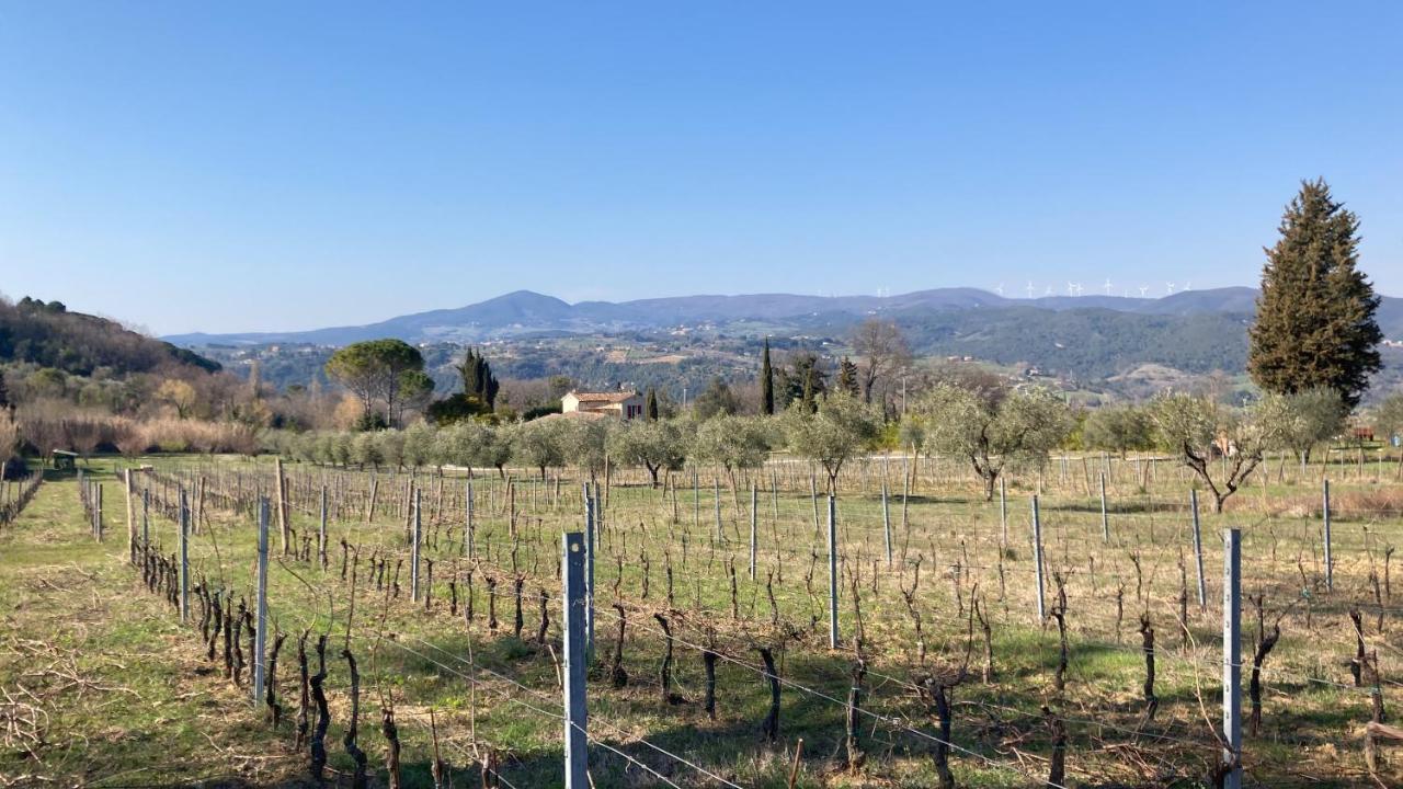 Le Giuncaie - Vigna Con Alloggio Montescudaio Luaran gambar